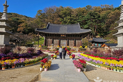 직지사와 숲에서 즐기는 템플 여행, 숲속 힐링프로그램 김천